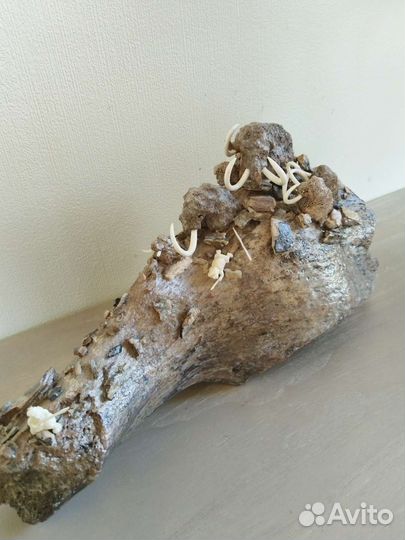 Бивень мамонта