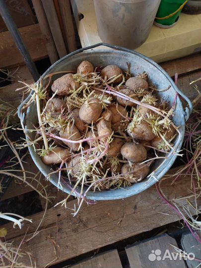 Продам картофель на посадку