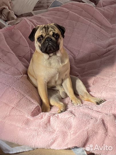 Мопс мальчик вязка