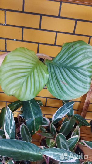 Калатеи, макаяна, орбифолия, мозайка