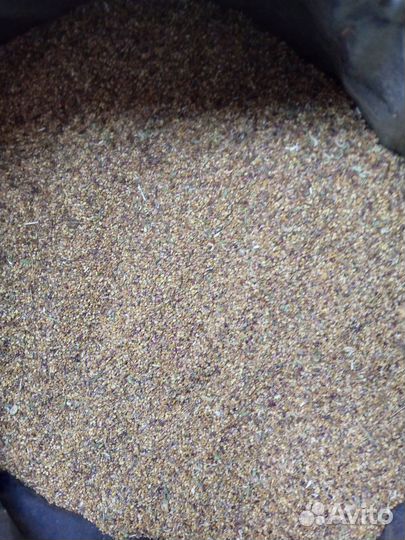 Семена люцерны