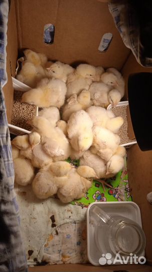 Яйцо на инкубацию или вывод цыплят