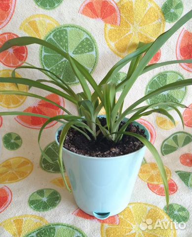 Зеленый хлорофитум в голубом горшке