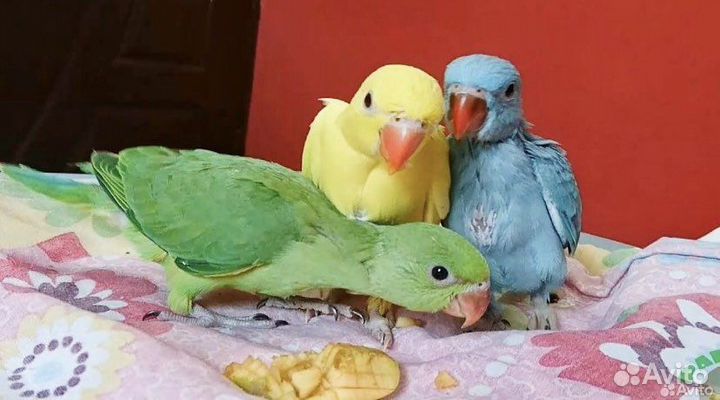 Попугай ожереловый