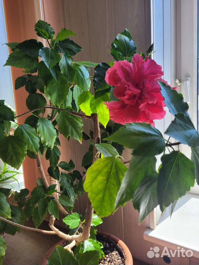 Гибискус красный махровый (китайская роза)