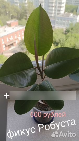 Фикус каучуконосный Робуста