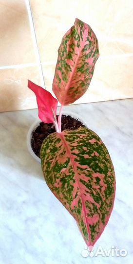 Аглаонема Престиж