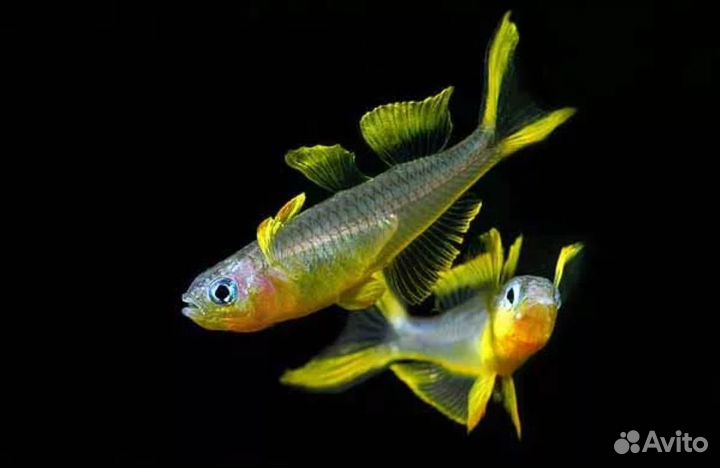 Продам аквариумную рыбу