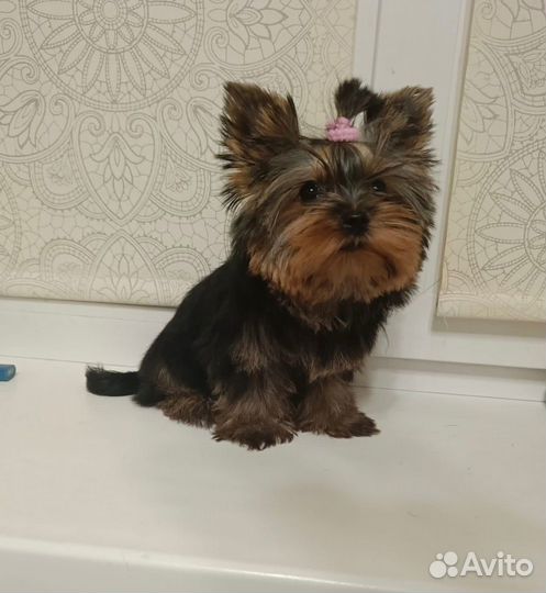 Супер mini девочка