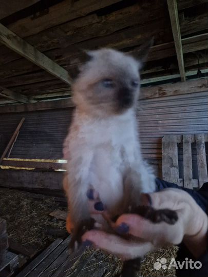 Котята в добрые руки бесплатно деревня Власково