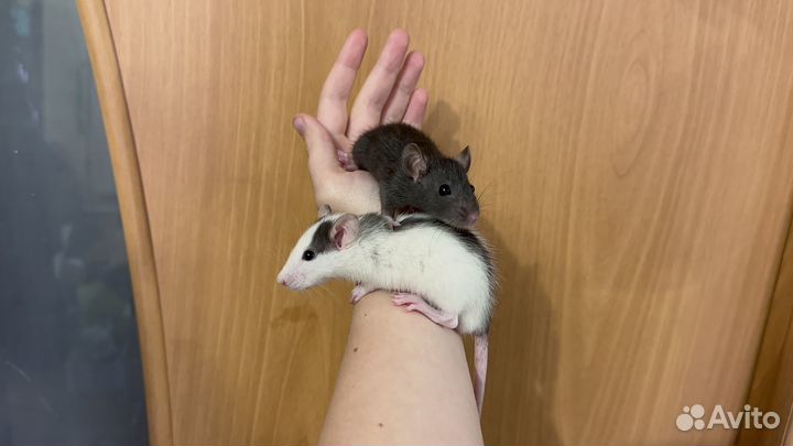 Декоративные крысята в добрые руки