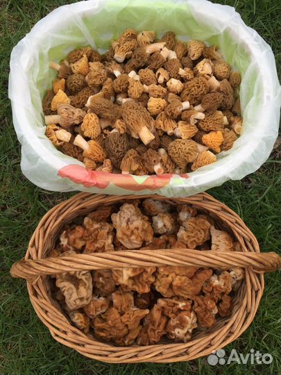 Грибы. Сморчки. Строчки