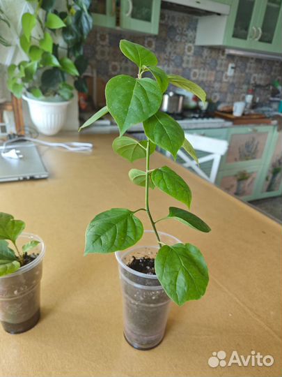 Бугенвиллея Snowcap Multi