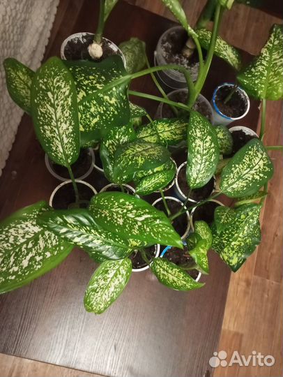 Комнатные домашние растения