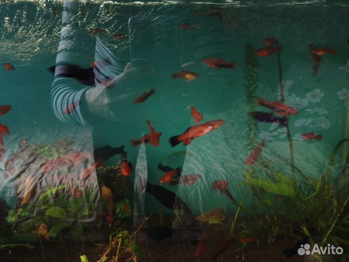 Аквариумные рыбки