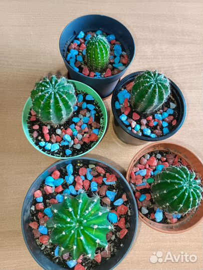 Кактусы Стапелия