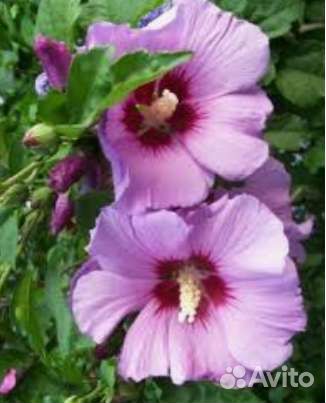 Гибискус садовый