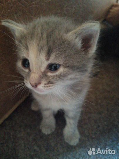 Милые котята в добрые руки