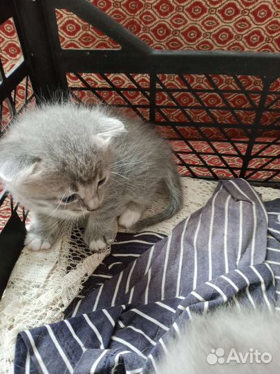 Британская