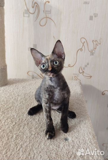 Девон-рекс кошечка
