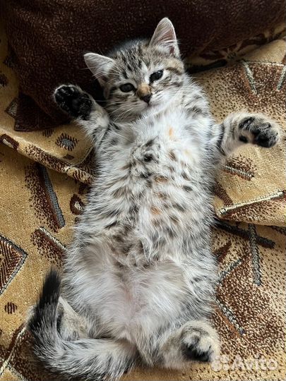 Отдам котенка в добрые руки