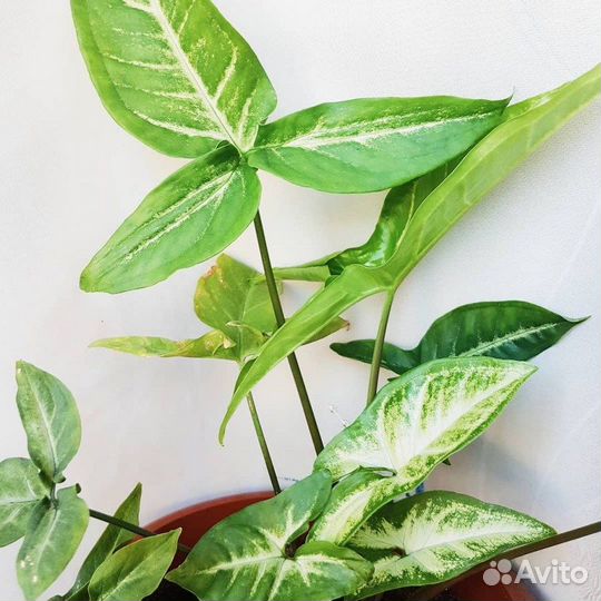 Сингониумы сортовые