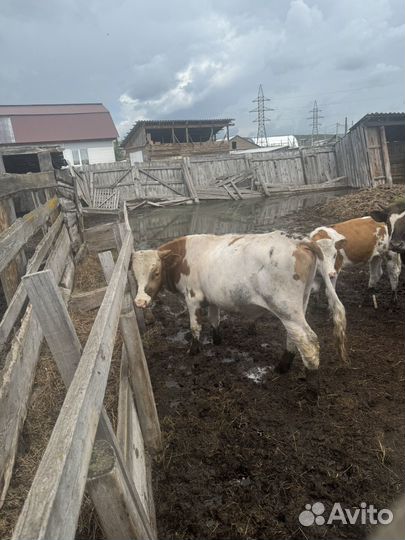 Продажа крс