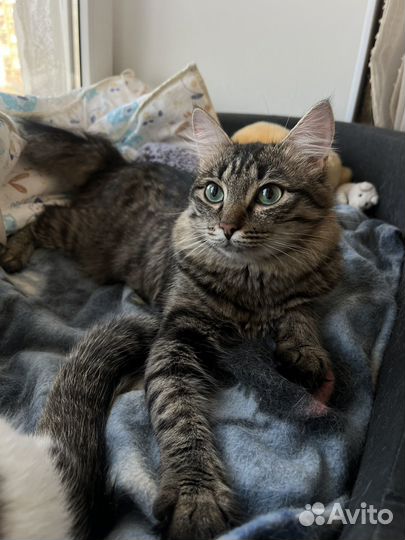 Кот и кошка подростки в добрые руки стерилизованы