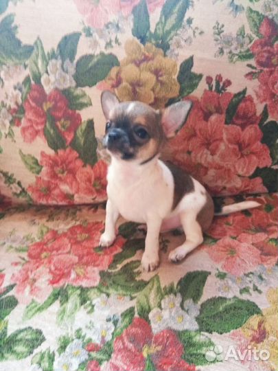 Щенок чихуахуа