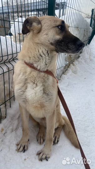 Робин хочет домой