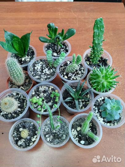 Кактусы и суккуленты