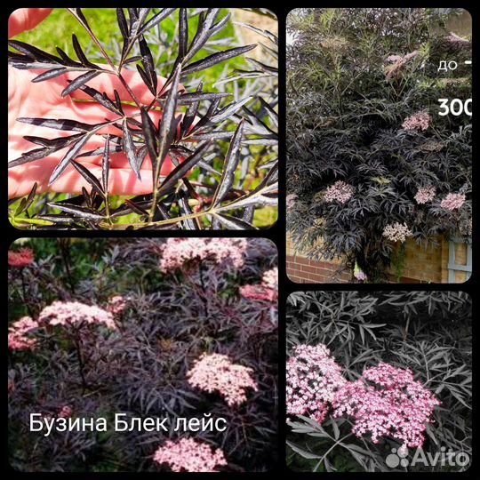 Кустарники декоративные