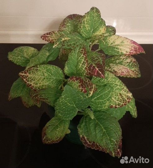 Колеус - Аватар / Coleus - Avatar