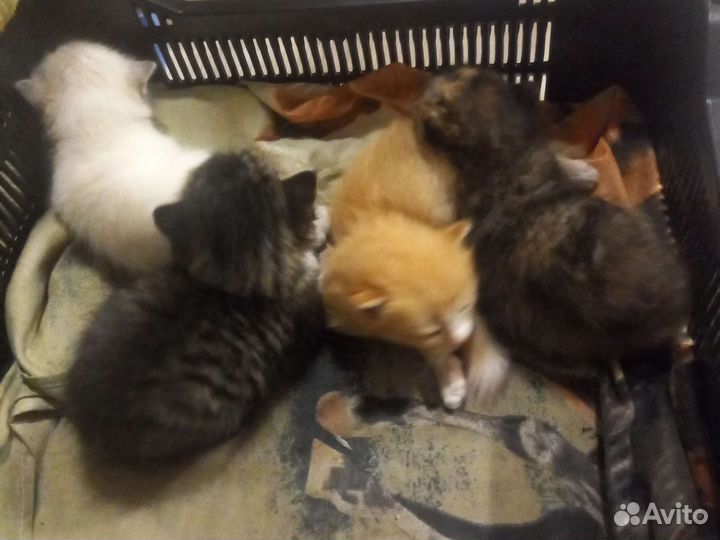 Котята в добрые руки