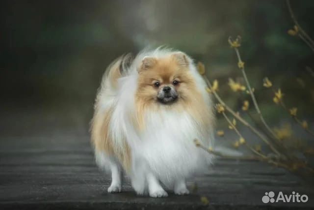 Малый немецкий шпиц