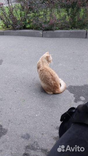Котик бесплатно