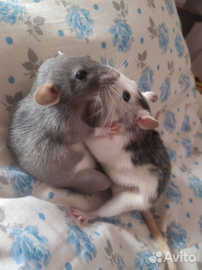 Дамбо девочка