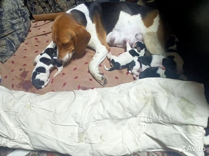 Эстонская гончая кобель