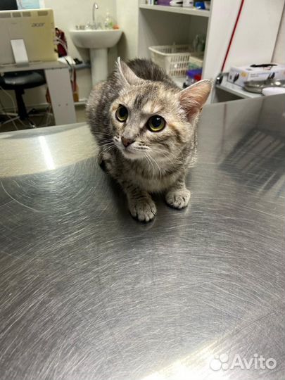 Котенок в добрые руки