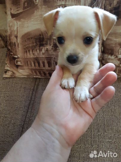 Мини той-терьер щенок