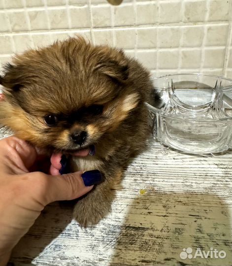 Померанский шпиц мини медвежьего типа