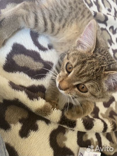 Кошка