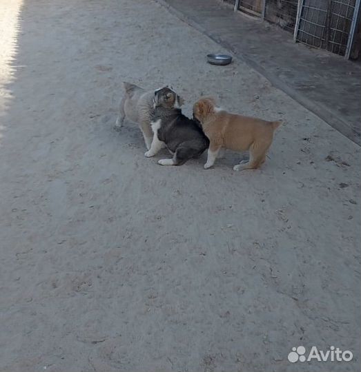 Щенки сао алабай