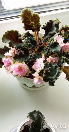 Фиалки сортовые