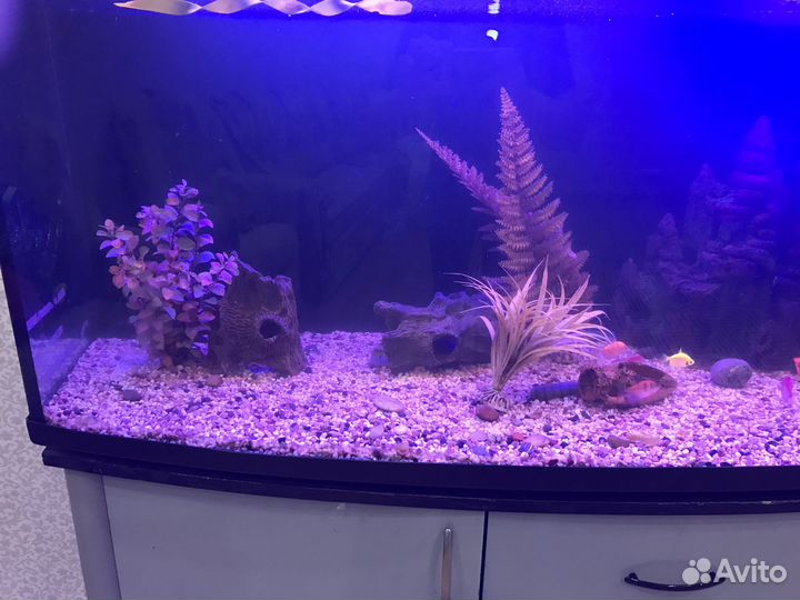 Аквариум в полном комплекте
