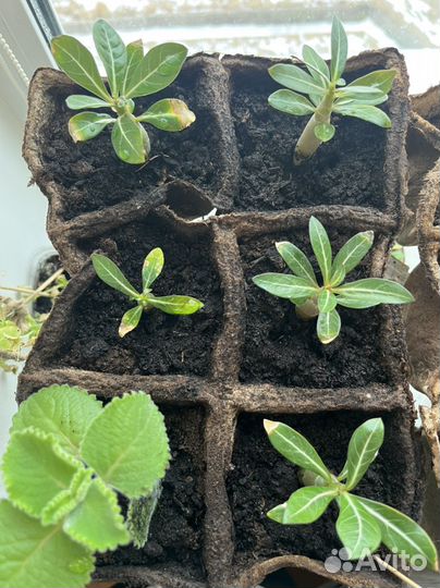 Адениум, острый перчик, мята