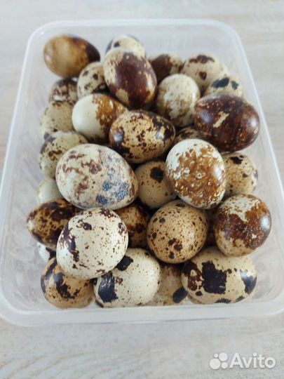 Яйца перепелиные, инкубац. яйцо, вывод под заказ