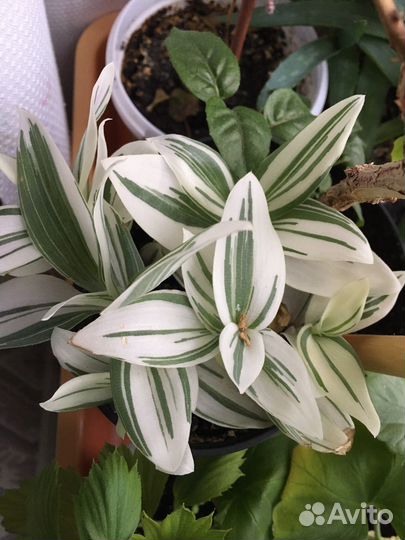 Традесканция,зебрина,сеткреазия,кислица-оксалис