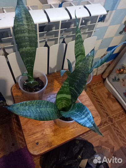 Сансивьерия