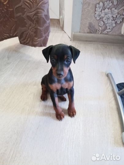 Щенки цвергпинчера мини